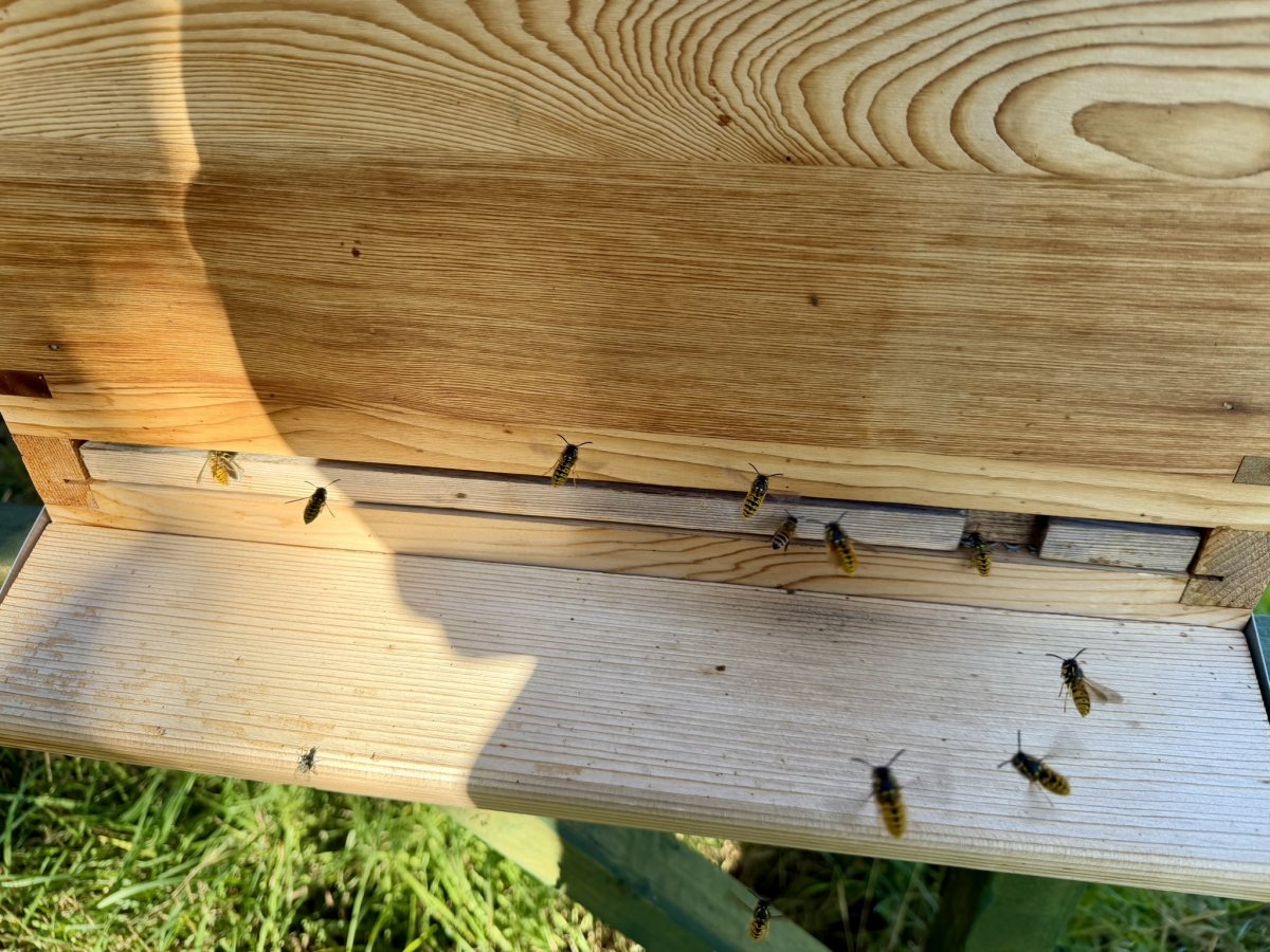 A Late-Season Wasp Attack: Can Being Too Gentle Be a Colony’s Weakness?